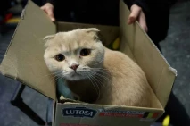 Potret Menyedihkan Kucing...