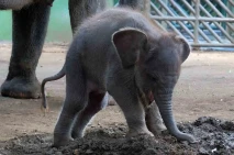 Kelahiran Anak Gajah...