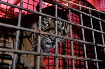 Penyelamatan Harimau...