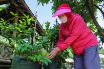 Melihat Urban Farming...