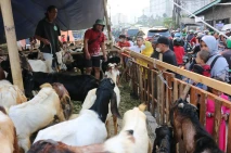 Jelang Idul Adha, Pedagang...