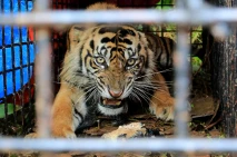 Seekor Harimau Sumatera...