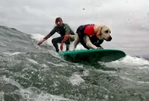 Aksi Memukau Anjing-anjing...
