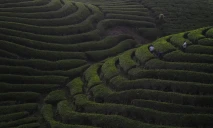 Menikmati Pesona Kebun...