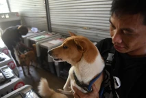 Pengiriman Anjing untuk...