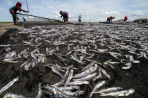 Produksi Ikan Kering...