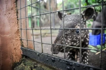 Kelahiran Bayi Tapir...