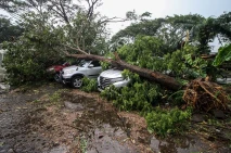 Mobil Tertimpa Pohon...