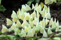 Musim Kupu-kupu di Taman...