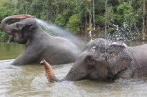 Wisata Gajah Jinak Sumatera...