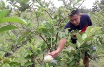 Potret Petani Milenial,...