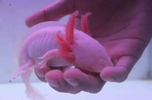 Peternak Ini Jual Salamander...
