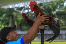 Aksi Ayam, Kucing, dan...