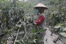 Petani Lereng Merapi...