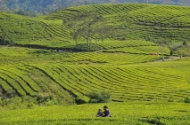 Libur Lebaran di Perkebunan...