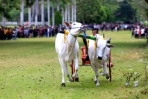 Pacuan Kuda Gerobak...
