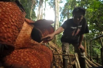 Cantiknya Rafflesia...
