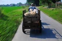 Laris Manis Jasa Ojek...