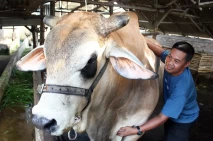 Sapi Kurban Terberat...