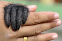 Perawatan Bayi Siamang...