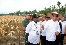 Presiden Panen Jagung...