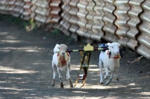 Unik, Ada Karapan kambing...