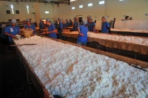 Persiapan Tradisi Membagi...