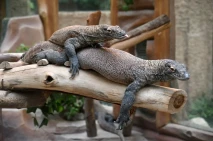 Pemberangkatan Komodo...
