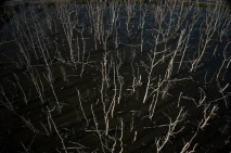 Ratusan Pohon Mangrove...