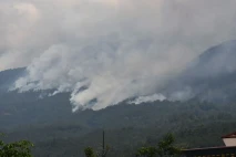 Lebih dari 150 Hektare...
