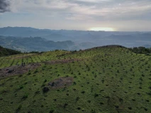 Melihat Penanaman Pinus...