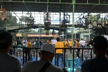 Serunya Lomba Kicau...