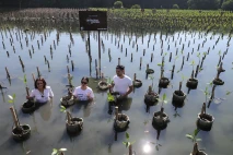 Aksi Penanaman Mangrove...