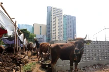 Penjualan Hewan Kurban...