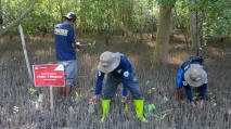 Penanaman Mangrove Bukti...
