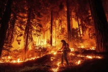 Api Neraka di Hutan...