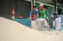 Impor Beras Sebagai...