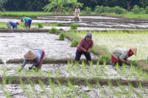 Perkuat Ketahanan Pangan,...