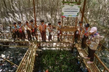 Merawat Mangrove Demi...