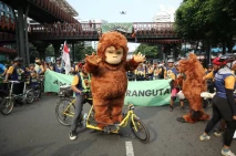 Peringatan Hari Orangutan...