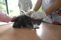 Vaksin Rabies Gratis,...