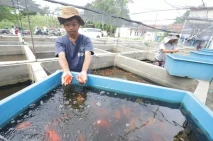 Dari Kolam Kecil ke...