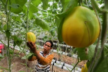 Melon Hidroponik Jadi...