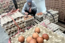 Harga Telur Ayam Naik...