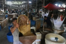 Harga Kedelai Naik Imbas...