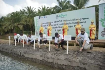 Tanam 60.000 Mangrove,...