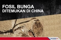 Fosil Bunga berusia...