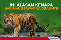 Sukses Jadi Predator,...