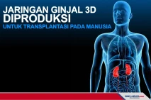 Jaringan Ginjal 3D Diproduksi...