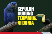Harganya Selangit, Berikut...